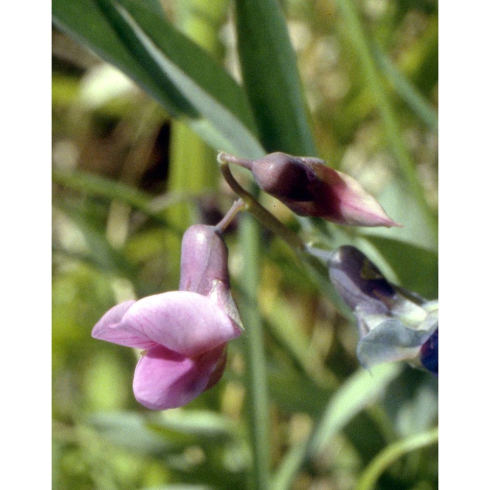 lathyrus linifolius (reichard) bässler