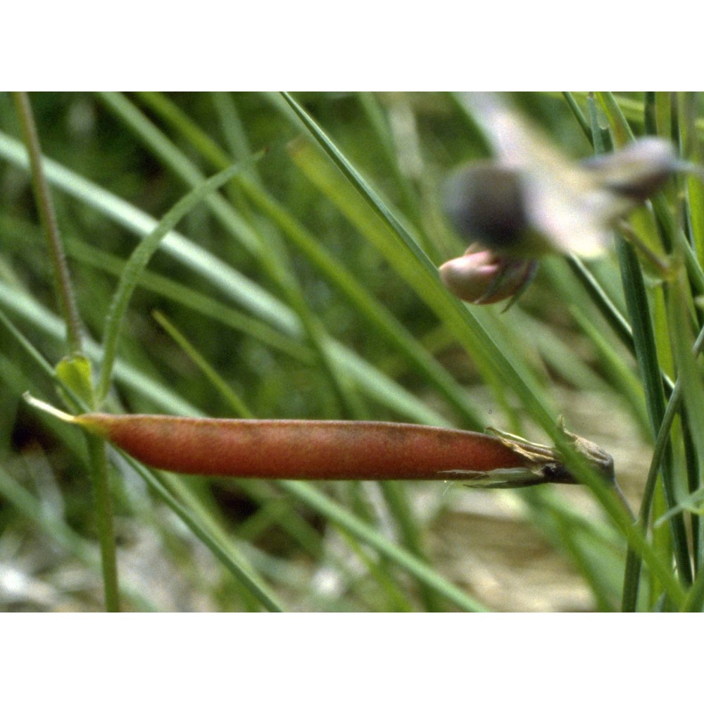 lathyrus linifolius (reichard) bässler