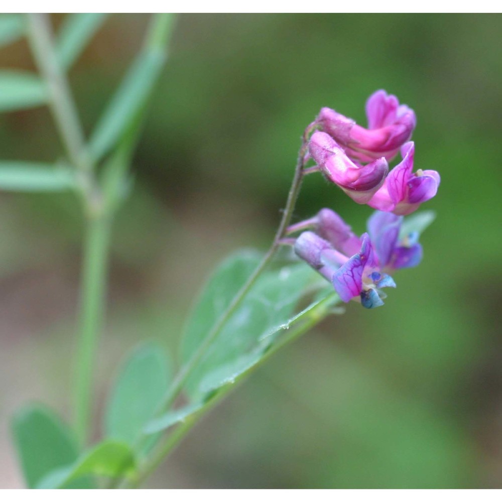 lathyrus niger (l.) bernh.