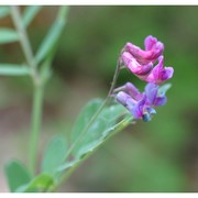 lathyrus niger (l.) bernh.