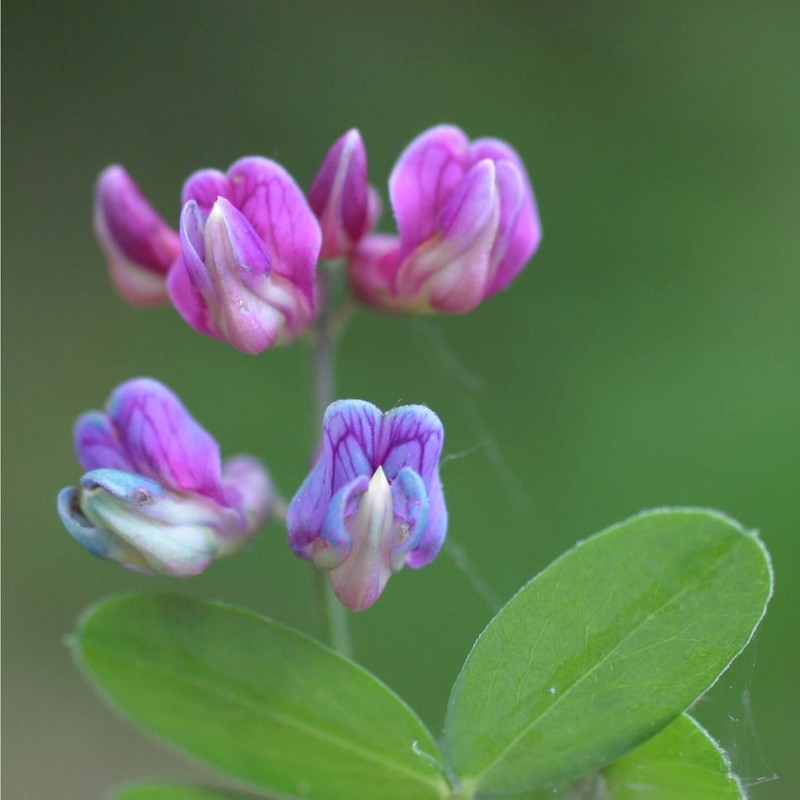 lathyrus niger (l.) bernh.