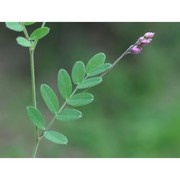 lathyrus niger (l.) bernh.