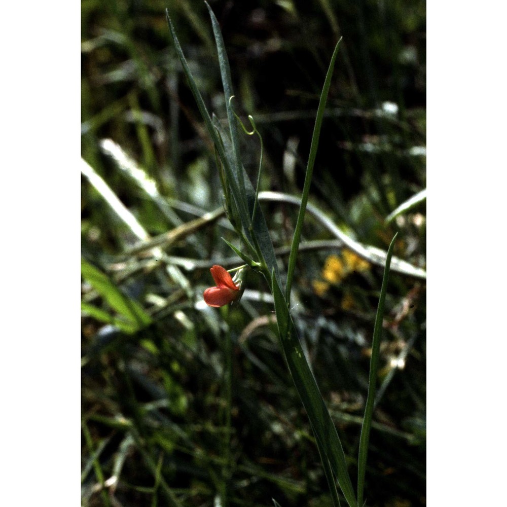 lathyrus nissolia l.