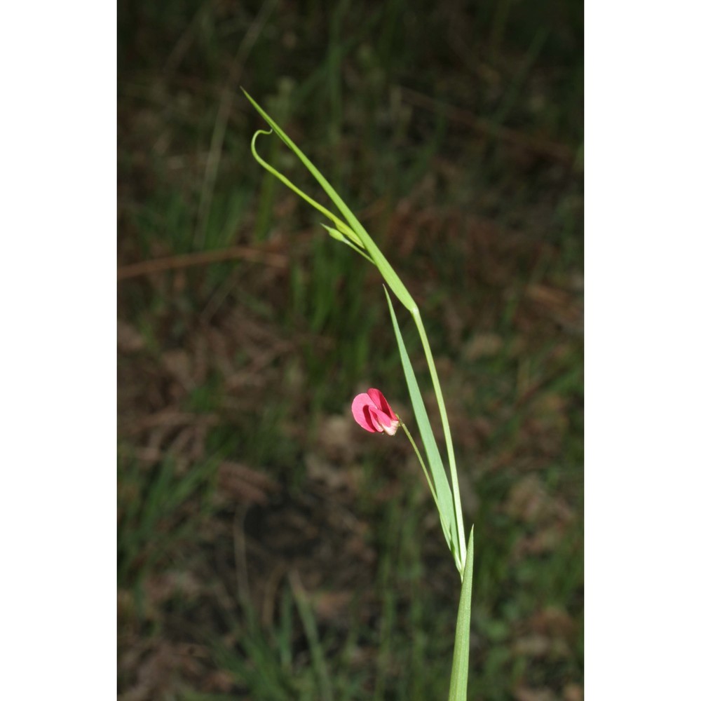 lathyrus nissolia l.