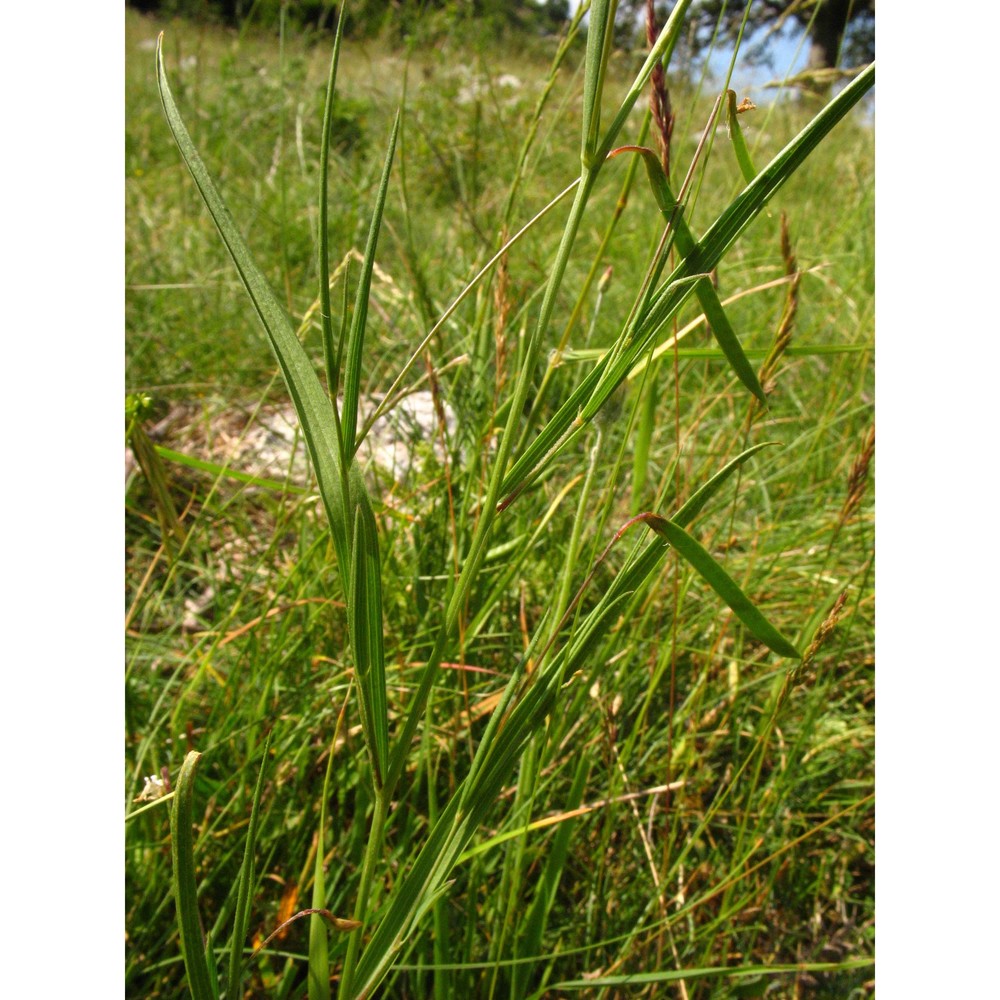 lathyrus nissolia l.