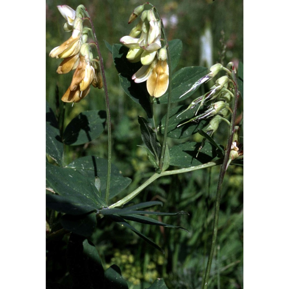 lathyrus occidentalis fritsch