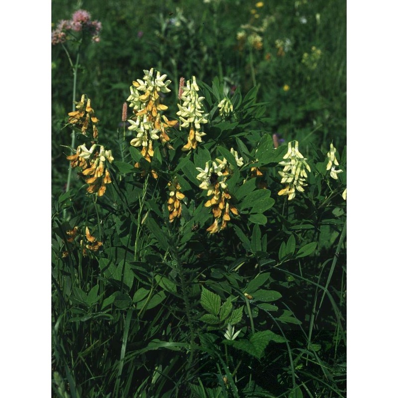 lathyrus occidentalis fritsch