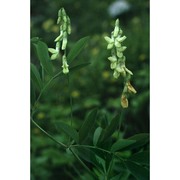 lathyrus occidentalis fritsch