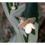 lathyrus ochrus (l.) dc.