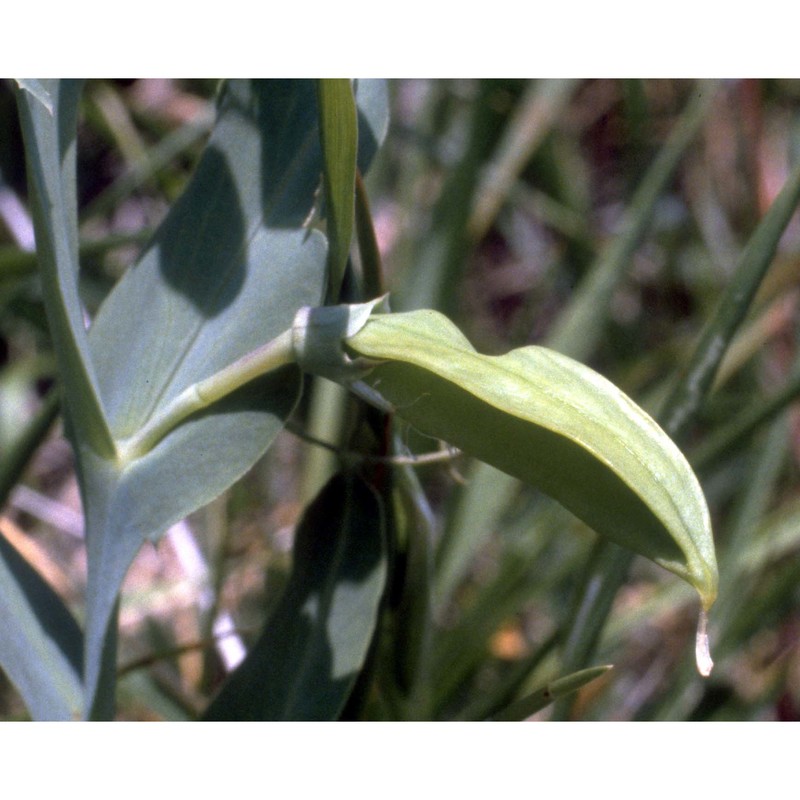 lathyrus ochrus (l.) dc.