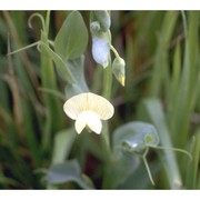 lathyrus ochrus (l.) dc.