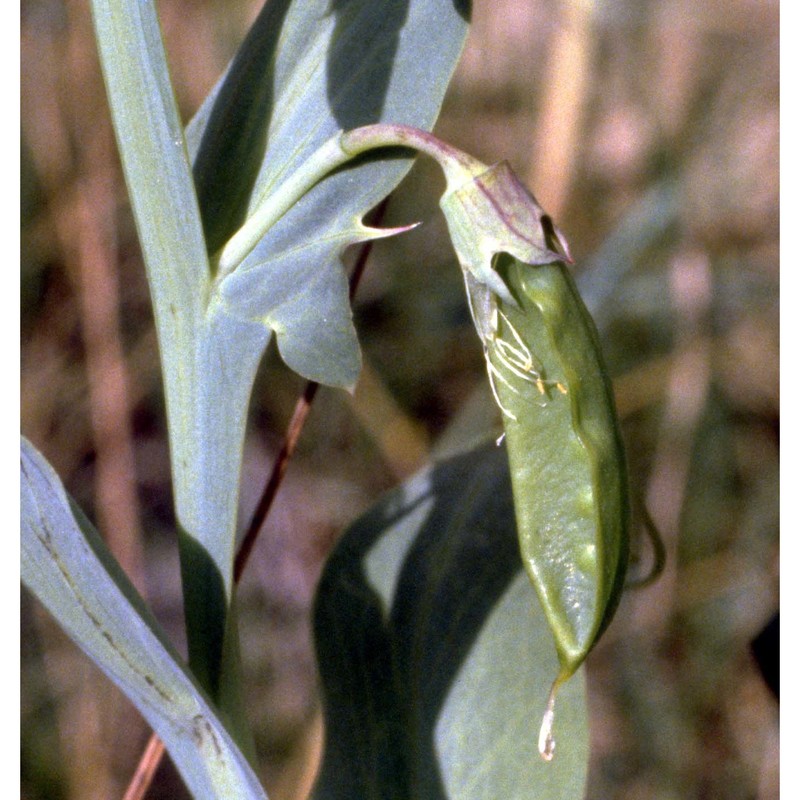 lathyrus ochrus (l.) dc.