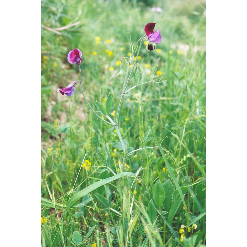 lathyrus odoratus l.