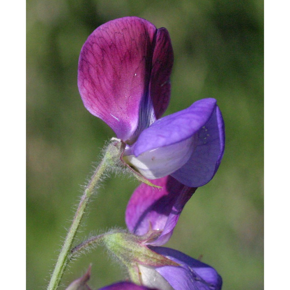 lathyrus odoratus l.