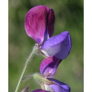 lathyrus odoratus l.