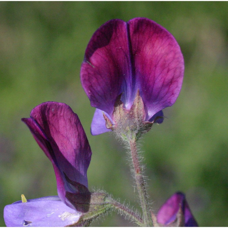 lathyrus odoratus l.