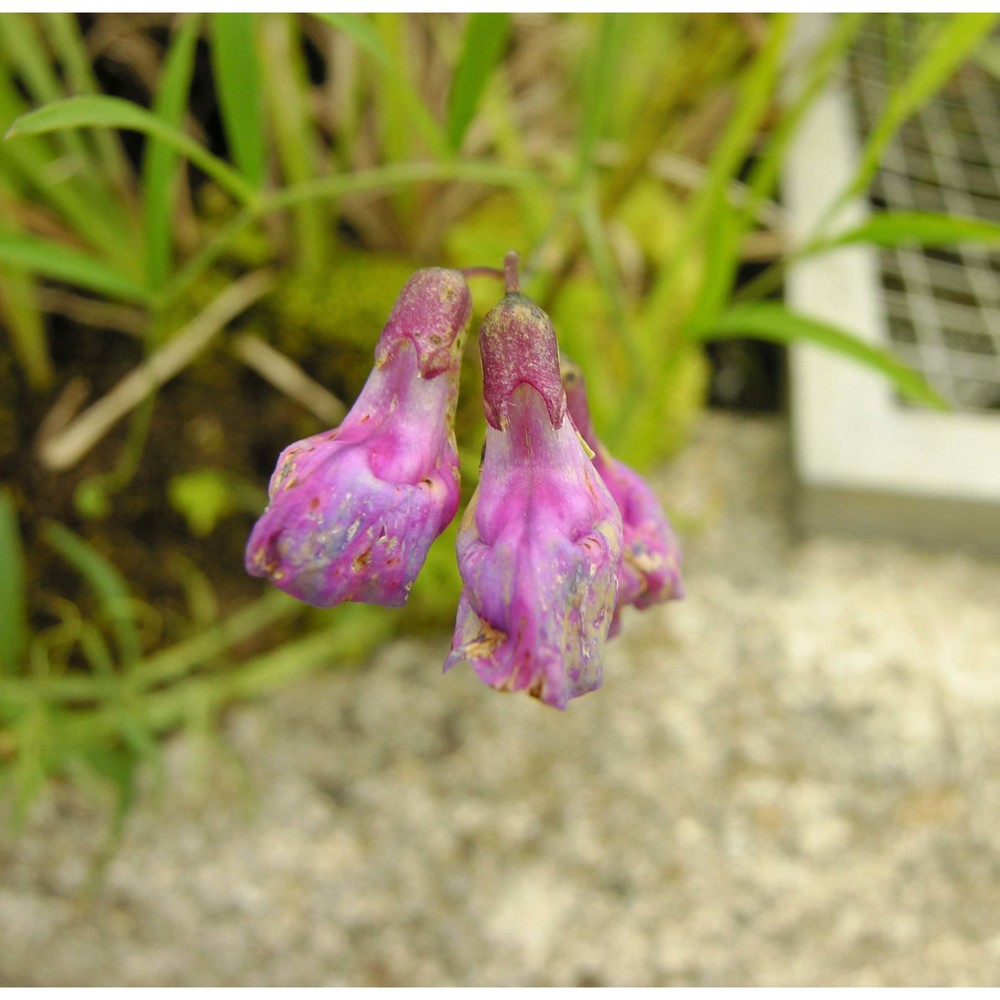 lathyrus palustris l.