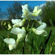 lathyrus pannonicus (jacq.) garcke