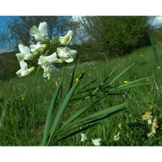 lathyrus pannonicus (jacq.) garcke