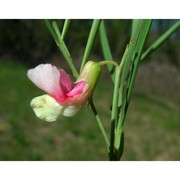 lathyrus pannonicus (jacq.) garcke