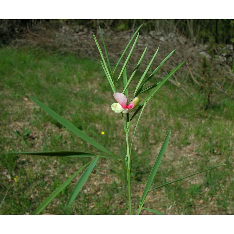 lathyrus pannonicus (jacq.) garcke