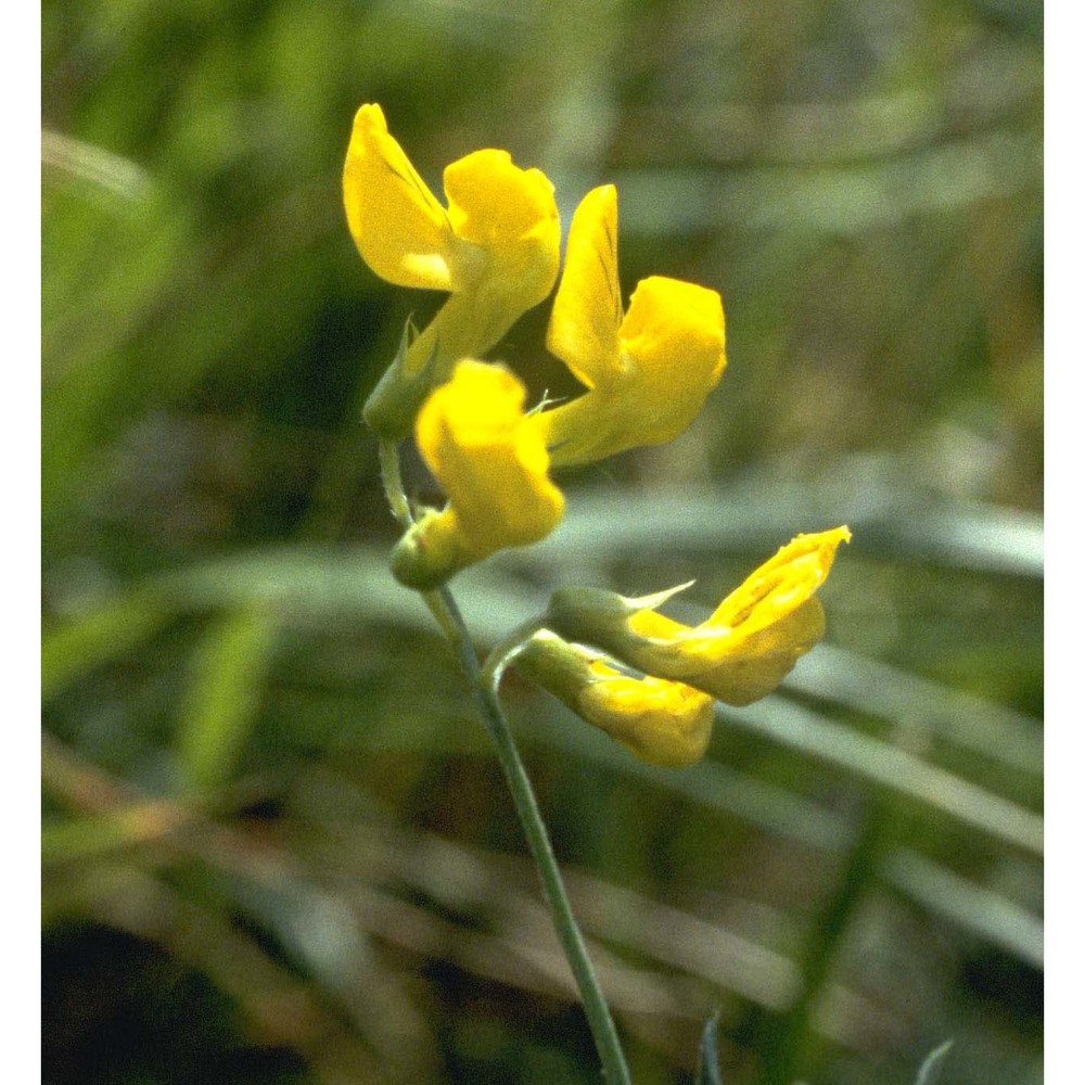 lathyrus pratensis l.