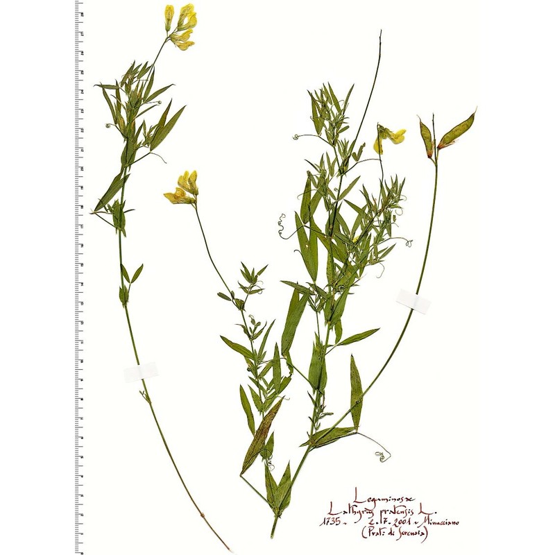 lathyrus pratensis l.