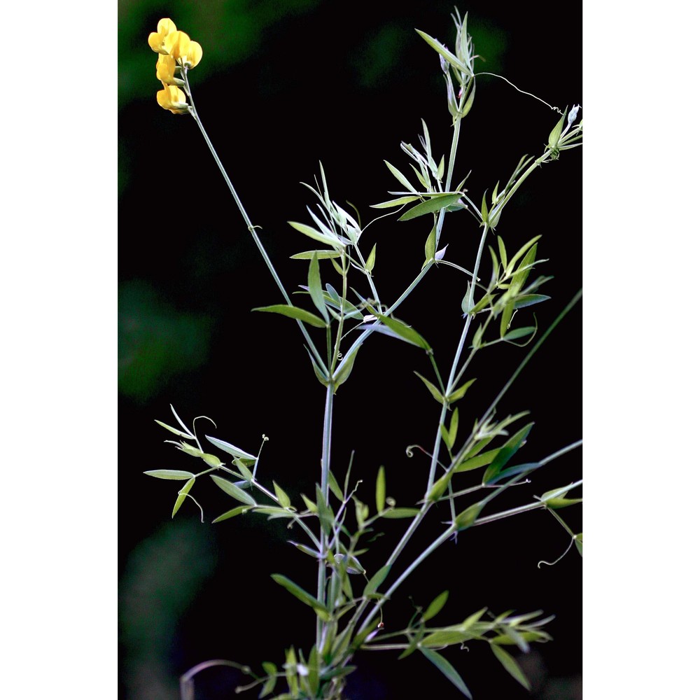 lathyrus pratensis l.