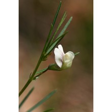 lathyrus saxatilis (vent.) vis.