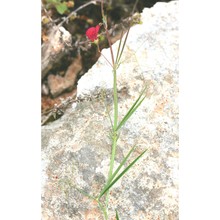 lathyrus setifolius l.