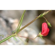 lathyrus setifolius l.