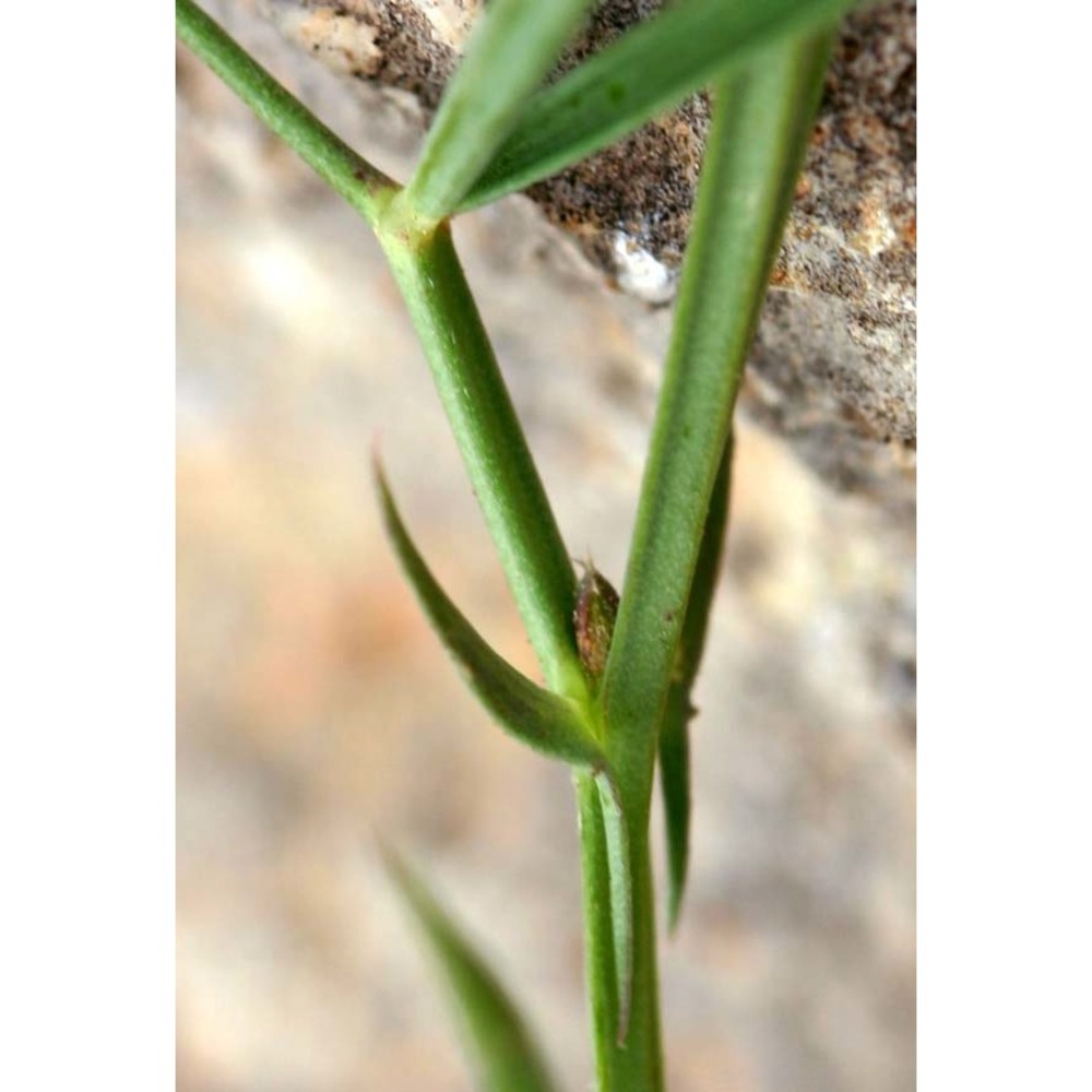 lathyrus setifolius l.