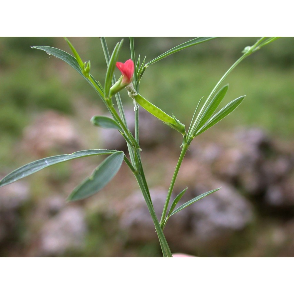 lathyrus sphaericus retz.