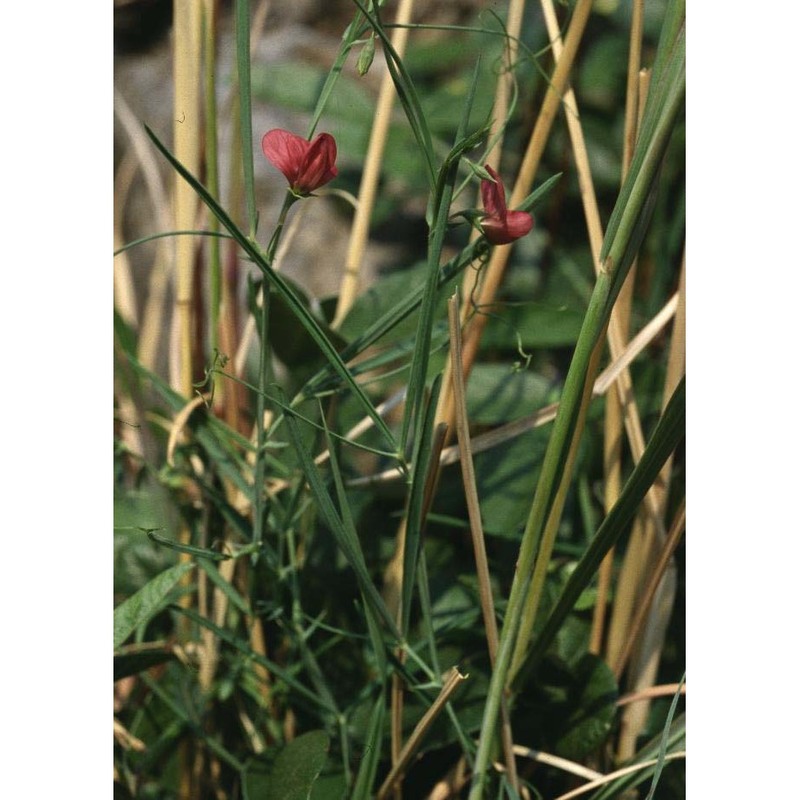 lathyrus sphaericus retz.