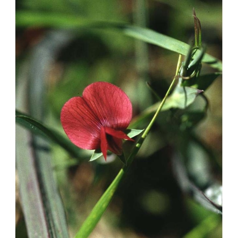 lathyrus sphaericus retz.