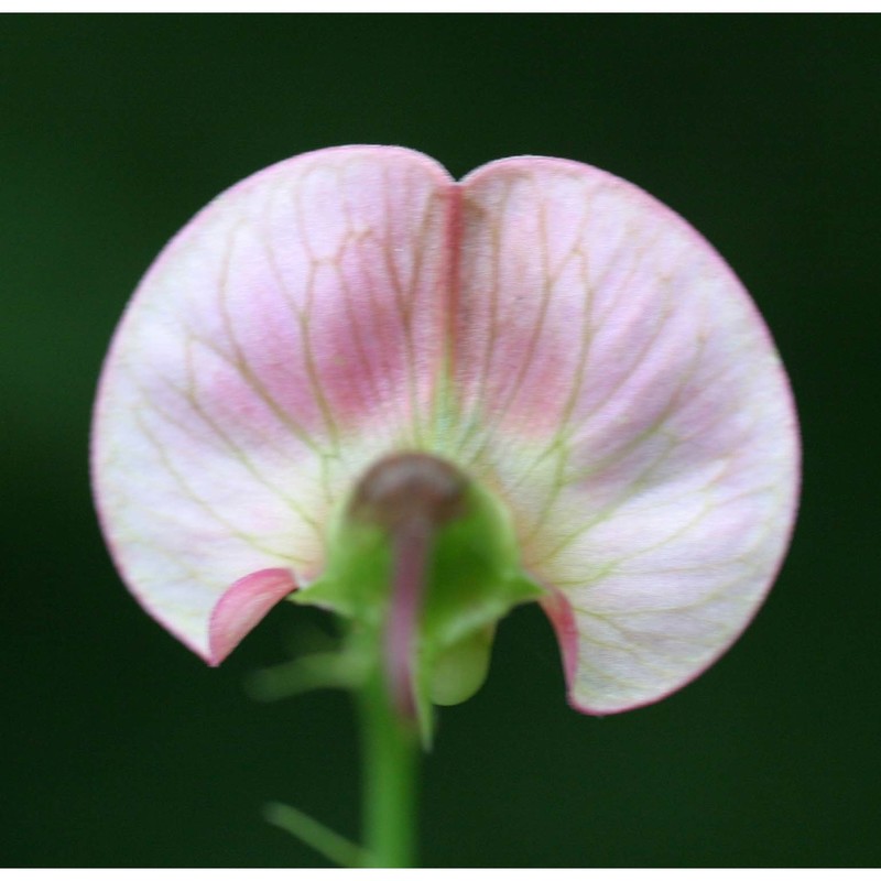 lathyrus sylvestris l.