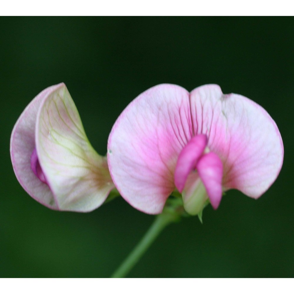 lathyrus sylvestris l.