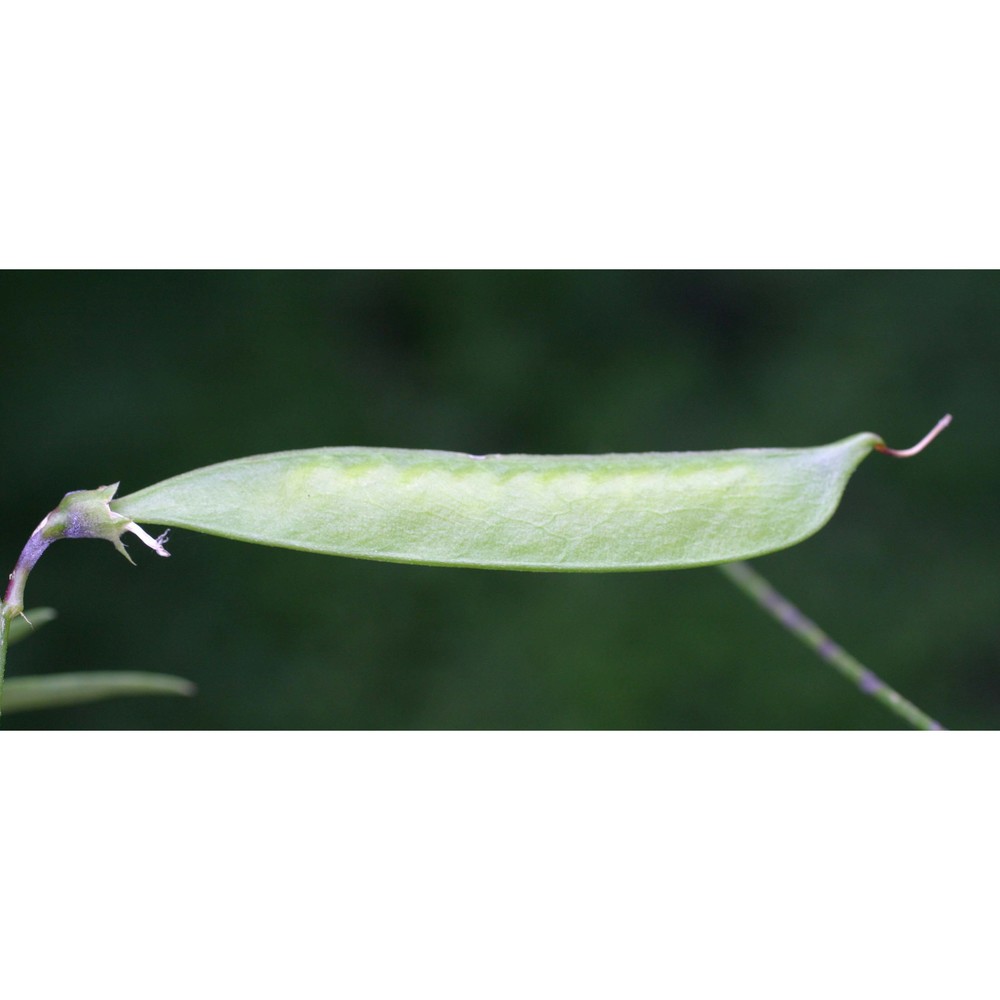 lathyrus sylvestris l.