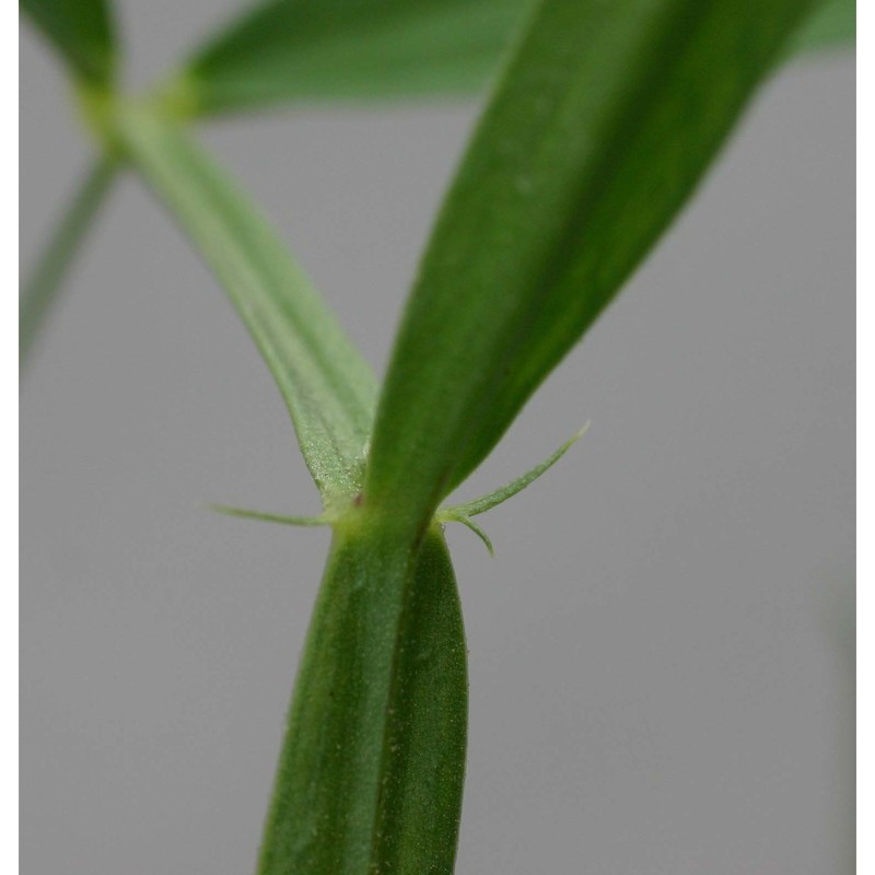 lathyrus sylvestris l.