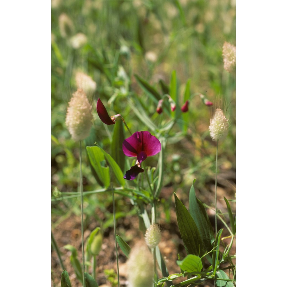 lathyrus tingitanus l.