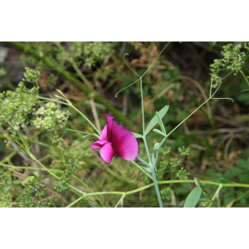 lathyrus tingitanus l.