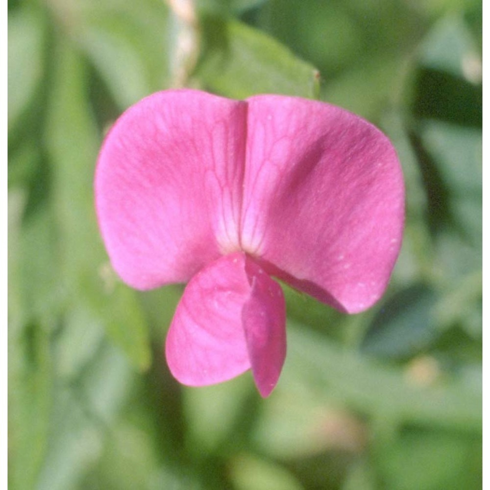 lathyrus tuberosus l.