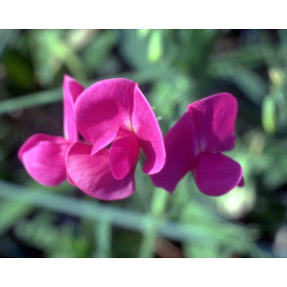 lathyrus tuberosus l.