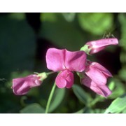 lathyrus tuberosus l.