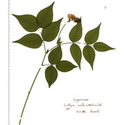 lathyrus venetus (mill.) wohlf.