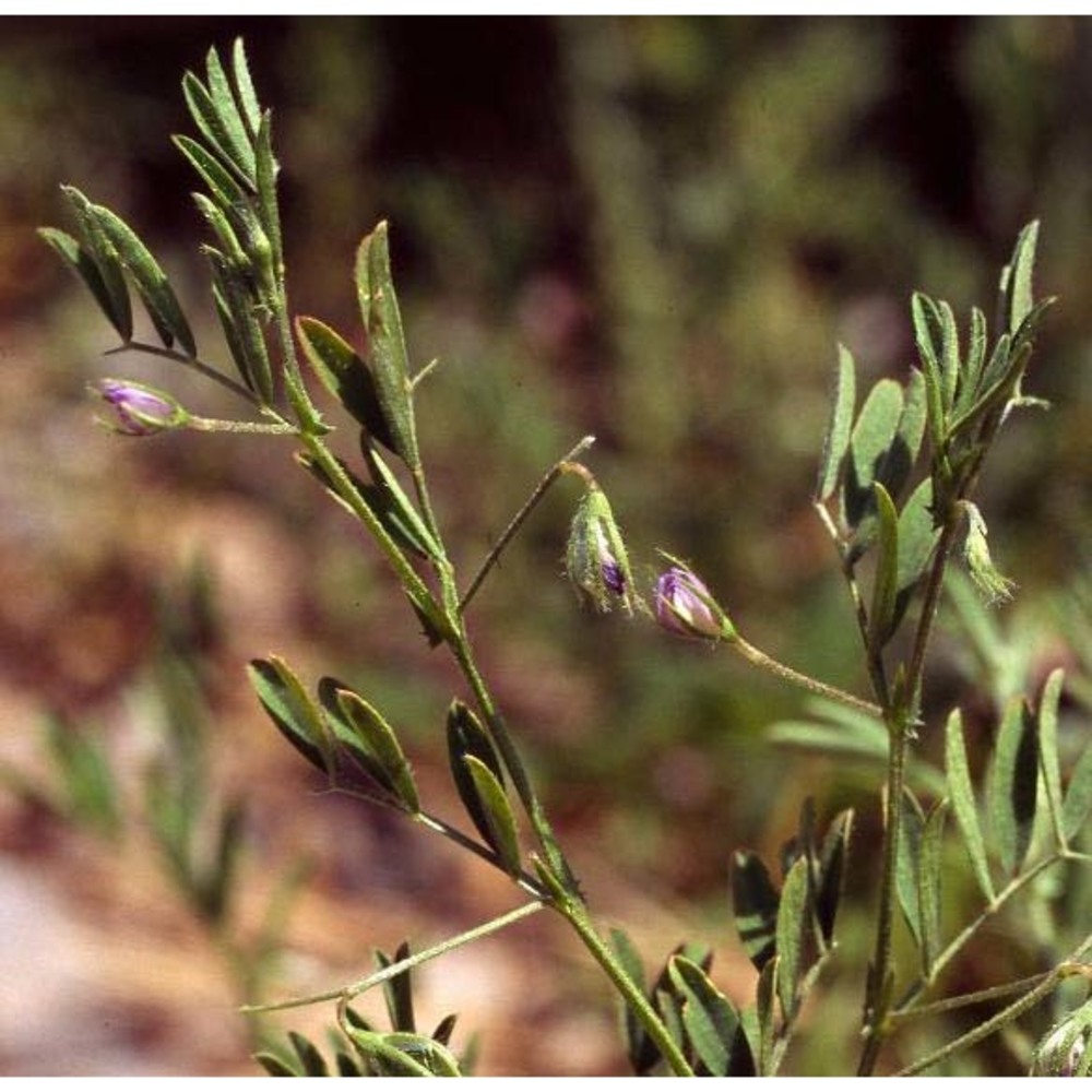 lens nigricans (m. bieb.) godr.