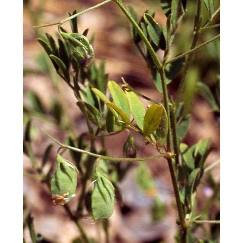 lens nigricans (m. bieb.) godr.