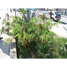leucaena leucocephala (lam.) de wit subsp. glabrata (rose) zárate
