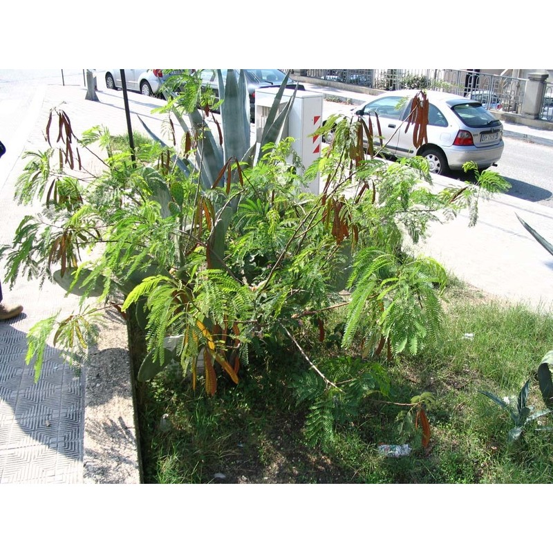 leucaena leucocephala (lam.) de wit subsp. glabrata (rose) zárate