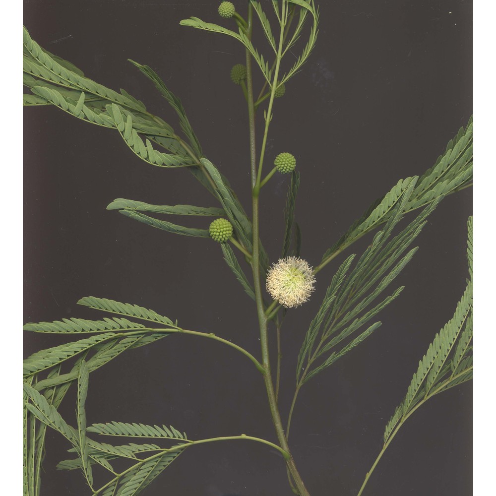 leucaena leucocephala (lam.) de wit subsp. glabrata (rose) zárate